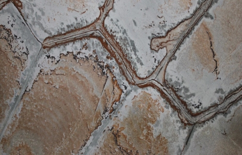 Brazilian Fossil/Tartaruga