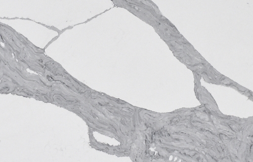 Calacatta Venatino