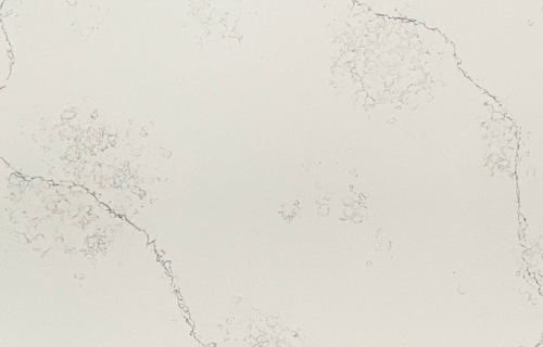 Urban White